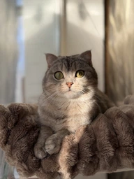 Лежанка для кота на окно подвесная гамак для кошки на присосках (ОL-152925) фото от покупателей 7