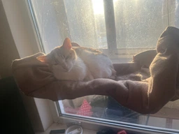 Гамак лежанка на окно для кота 35 х 55 см на присосках Hammock Сat бежевый (GS-176909)