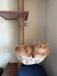 Когтеточка для кота дряпка Мур-Мяу Дана 50х50х210см для кошек в джутовой веревке Коричнево-бежевый МТ фото от покупателей 9