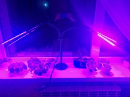 Фитолампа USB для роста растений на 4 лампы с подставкой, светодиодная LED фито лампа светильник для комнатных цветов, рассады, орхидей