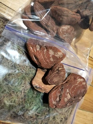 Кора сосновая голтованная (шлифованная), для орхидей средняя фракция 1 литр фото от покупателей 6