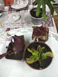 Рослина Сарраценія Марун Sarracenia Maroon в горщику