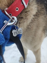 Адресник для Собак BronzeDog из Нержавеющей Стали Косточка Cеребристый 27*17 мм (90011) фото от покупателей 2