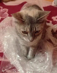 Рюкзак для переноски кошек и собак с иллюминатором CosmoPet "Звездная ночь" фото от покупателей 8