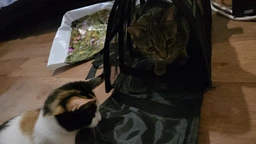 Сумка переноска для кота кошки котят собаки домашних животных до 8 кг каркасная полупрозрачная с ремешком на плечо кошачьи сумки для переноски котов кошек маленьких собак котенка голубая размер L 46х27х27 см. (002164)