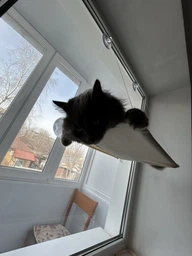 Лежанка для кота на окно подвесная гамак для кошки на присосках (ОL-152925) фото от покупателей 5
