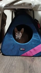 Joyser Cat Home ДЖОЙСЕР будиночок для котів, іграшка кажан з котячою м`ятою