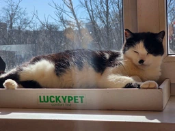 Эко когтеточка Lucky Pet Подиум 33х50х5 (4820224213774) фото от покупателей 1