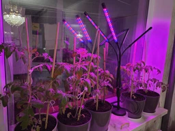 Фитолампа USB для роста растений на 4 лампы с подставкой, светодиодная LED фито лампа светильник для комнатных цветов, рассады, орхидей фото от покупателей 17