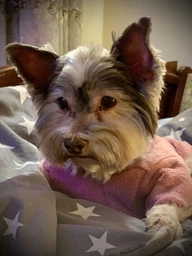 Сухий корм для дорослих собак дрібних порід з чутливим травленням Purina One Mini/Small Sensitive з лососем та рисом 800 г (8445290256119)