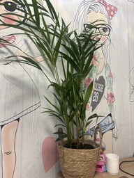 Пальма Dypsis lutescens фото от покупателей 1