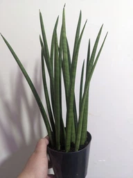 Растение Сансевьера цилиндрическая Sansevieria cylindrica фото от покупателей 6