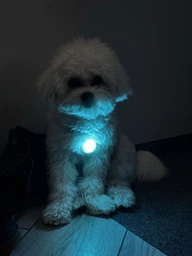Фонарик для собак и кошек WAUDOG LED в силиконовом чехле, светящийся USB диаметр 37 мм (8882Collar) фото от покупателей 2