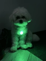 Фонарик для собак и кошек WAUDOG LED в силиконовом чехле, светящийся USB диаметр 37 мм (8882Collar) фото от покупателей 1