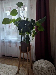 Підставка для вазонів WoodDecor косонога середня бук 210x650x430 мм Чорна