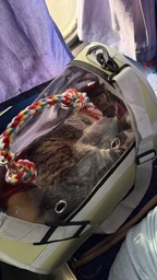 Сумка переноска для кота кошки котенка собаки домашних животных до 8 кг прозрачная с ремешком на плечо кошачьи сумки для переноски котов кошек собак котят серая 45×28×28 см (002294) фото от покупателей 5