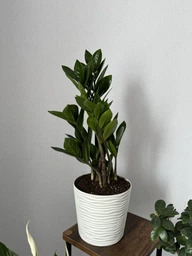 Заміокулькас (Zamioculcas, доларове дерево), 35-40 см висота 4090