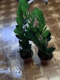 Zamio Zamiifolia Замиокулькас замиофолия14см горшок, 60см высота фото от покупателей 7