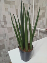 Растение Сансевьера цилиндрическая Sansevieria cylindrica фото от покупателей 5