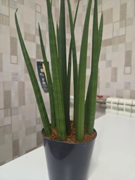 Растение Сансевьера цилиндрическая Sansevieria cylindrica фото от покупателей 4