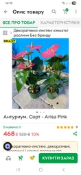 Цветущий спатифилум в горшке 13см, высота 50 см фото от покупателей 17