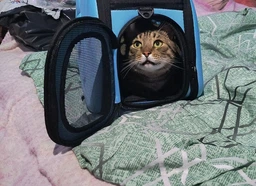 Сумка переноска для кота кошки котят собаки домашних животных до 8 кг с окошком и ремешком на плечо кошачьи сумки для переноски котов кошек маленьких собак черная 42x28x32 см (002169) фото от покупателей 7
