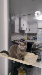 Лежанка гамак для котів віконна на присосках 54x30 см Бежевий (60119) фото від покупців 2