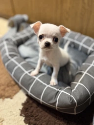 Лежак Природа Buddy для кошек и собак 50х40х12 см Серый (4823082430697) фото от покупателей 3