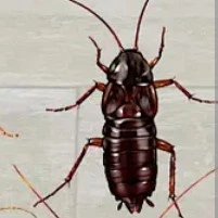 Средство от тараканов гель ТАРГАНИТ Cockroach Gel (комплект 2 шприца по 20 мл), эффективный гель от тараканов, средство гель-паста для уничтожения тараканов ТАРГАНИТ Cockroach Gel, эффективен против популярных видов тараканов рыжих, черных и прусаков фото от покупателей 2