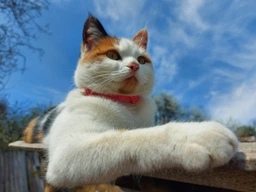 Сухой корм для кошек Purina Cat Chow Sterilised с индейкой 1.5 кг (7613287329516) фото от покупателей 2
