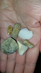 Набор для исследования Kosmos Dig Out Fossils Раскопка окаменелостей (617226) (4002051617226) фото от покупателей 1