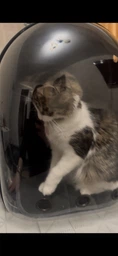 Рюкзак переноска для кота кошки собаки домашних животных до 8 кг с окошком прозрачный кошачьи рюкзаки для переноски котов кошек маленьких собак зелёный (002277) фото от покупателей 10