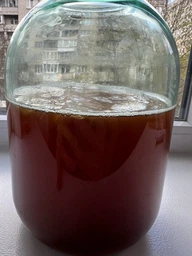 Продукт Чайний гриб KomBUCHA BOX 1 шт на 3л банку фото від покупців 1