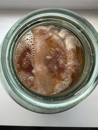 Продукт Чайний гриб KomBUCHA BOX 1 шт на 3л банку
