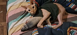 Іграшка для кота вібруюча жива риба CAPSBOARD FISH (340002)