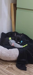 Іграшка Trixie для собак Ведмедик Junior для цуценят (28 см) фото від покупців 2