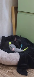 Іграшка Trixie для собак Ведмедик Junior для цуценят (28 см) фото від покупців 1