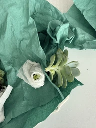 Суккулент Эхеверия Топси Турви (Echeveria ‘Topsy Turvy’), контейнер 7*7*8 см (s008s)