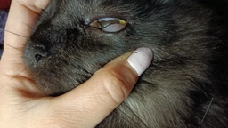 Сухой корм для котов Purina Pro Plan Sterilised Renal Plus с индейкой 1.5 кг (НФ-00000360) фото от покупателей 1