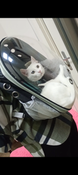 Рюкзак переноска для кота кошки собаки домашних животных до 8 кг с окошком прозрачный кошачьи рюкзаки для переноски котов кошек маленьких собак зелёный (002277) фото от покупателей 5
