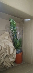 Zamio Zamiifolia Замиокулькас замиофолия14см горшок, 60см высота фото от покупателей 5