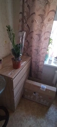 Zamio Zamiifolia Замиокулькас замиофолия14см горшок, 60см высота фото от покупателей 4