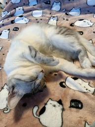 Плед Ardesto Flannel Котики Розовый с белым 160х200 см (ART0108PB)
