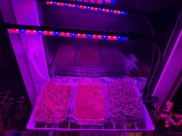 Фітолампа Full Spectrum LED Grow Light подвійна на прищіпці. Світильник для рослин, розсади, квітів. Таймер, USB, 20W фото від покупців 6