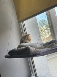 Лежанка для кота на окно подвесная гамак для кошки на присосках (ОL-152925) фото от покупателей 1