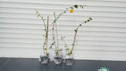 Керія японська махрова "Pleniflora" ( горшок 0.5 л.)