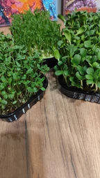 Набір для вирощування мікрозелені Panda microgreen на 7 врожаїв (ТОП 7 видів культур)