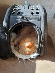 Сумка переноска для кота кошки котят собаки домашних животных до 8 кг с окошком и ремешком на плечо кошачьи сумки для переноски котов кошек маленьких собак черная 42x28x32 см (002169) фото от покупателей 1
