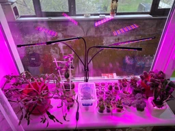 Фитолампа USB для роста растений на 4 лампы с подставкой, светодиодная LED фито лампа светильник для комнатных цветов, рассады, орхидей фото от покупателей 6