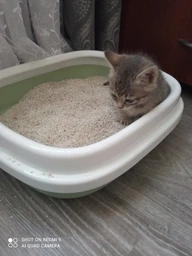 Качественный лоток с бортиком и лопаткой туалет для котов кошек 40*33*12см